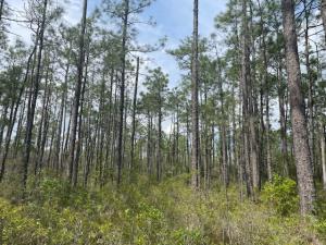 Town of Leland Announces Progress toward First Nature Preserve, 1,000 Acres Combined