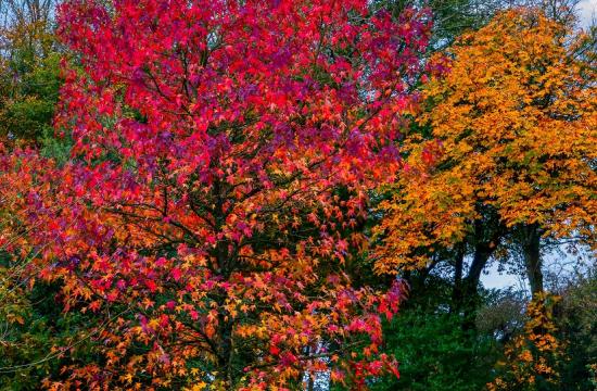 Brandywine Red Maple Tree