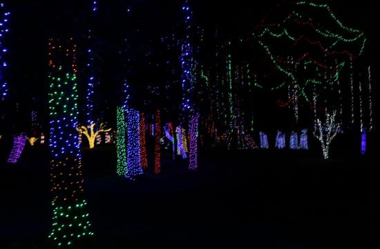 Christmas Lights on Trees