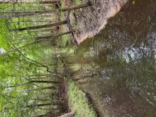 Jackeys Creek-After