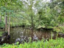 Sturgeon Creek Cleanup