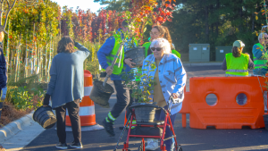 Tree Giveaway picture