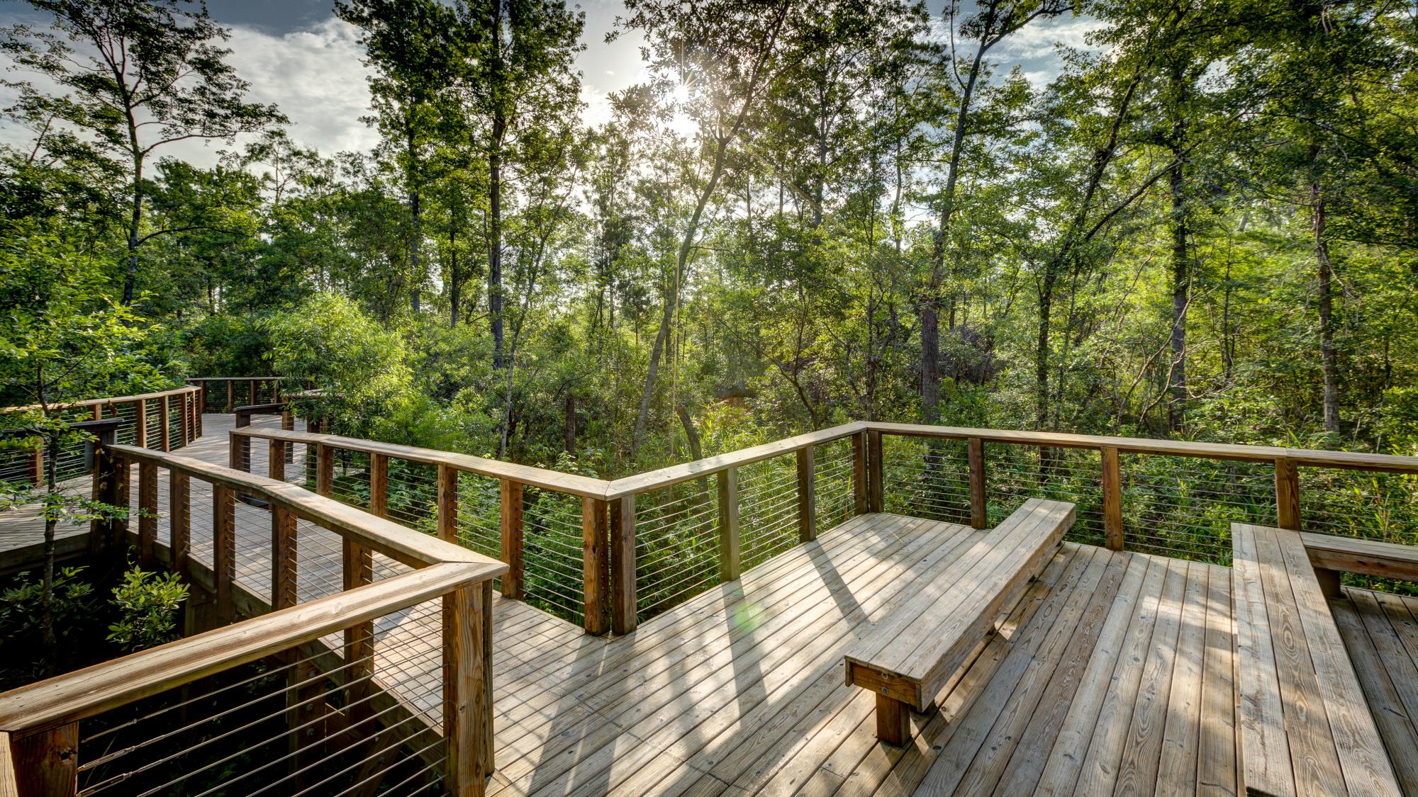 Lush greenery surrounding a wooden walkway with seating