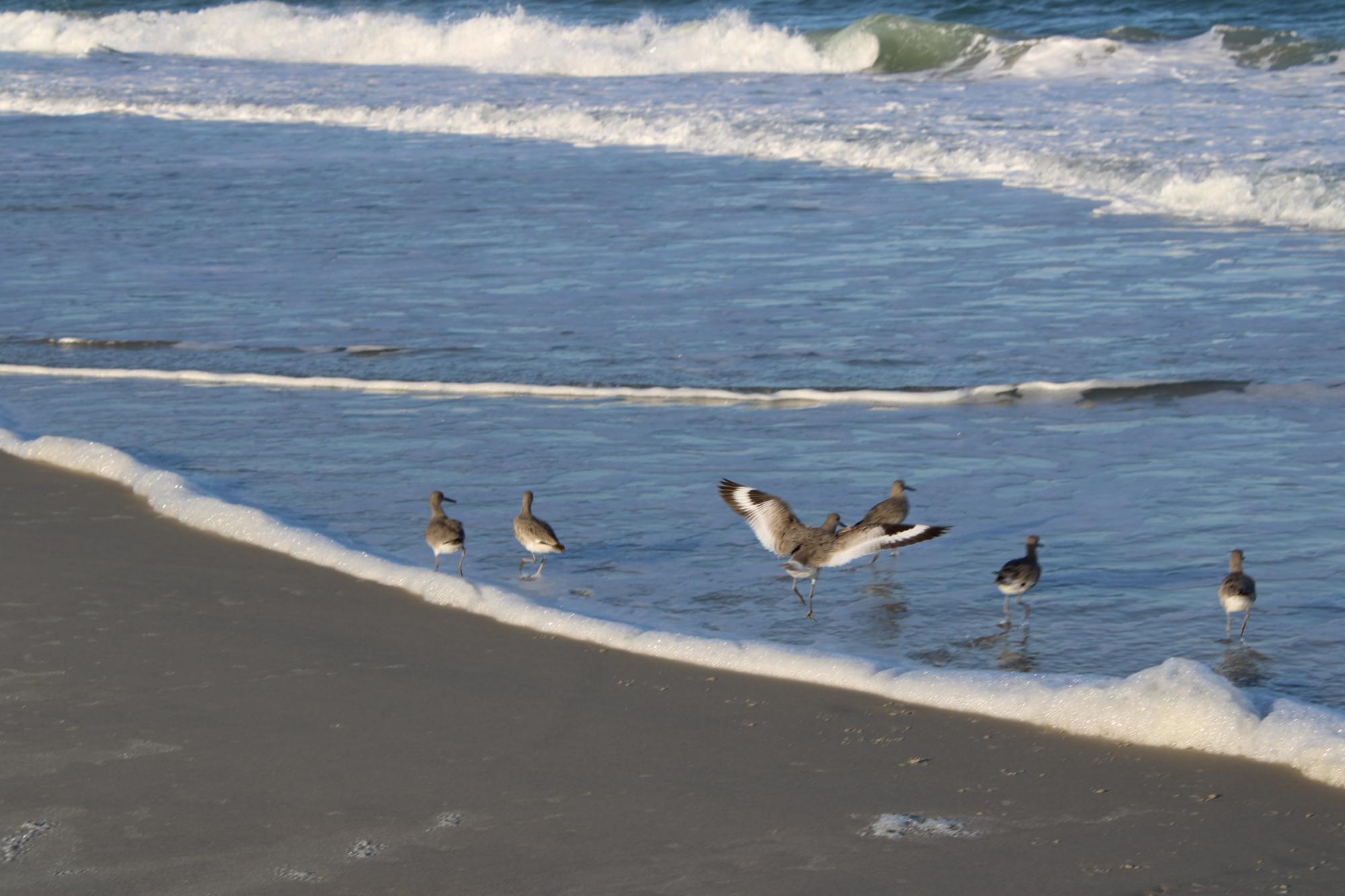 Birds on the shore of Masonboro Island